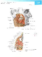 Sobotta Atlas of Human Anatomy  Head,Neck,Upper Limb Volume1 2006, page 116
